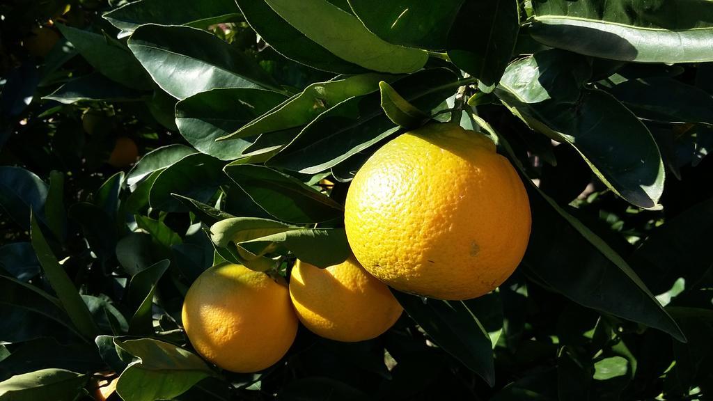 Apartment Orange Tree Portorož Zewnętrze zdjęcie