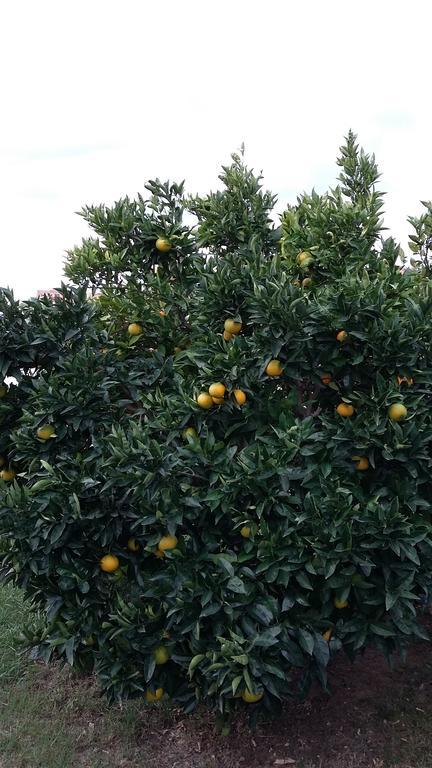 Apartment Orange Tree Portorož Zewnętrze zdjęcie